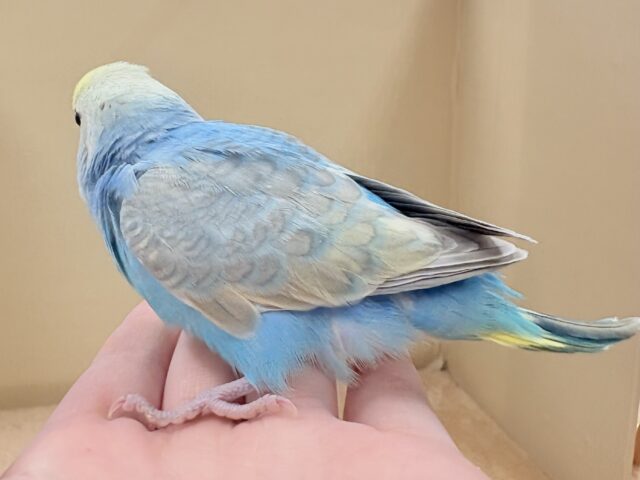 目を引く鮮やかレインボー❣️セキセイインコ(レインボー)ヒナ セキセイインコ