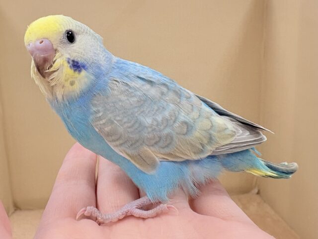 目を引く鮮やかレインボー❣️セキセイインコ(レインボー)ヒナ セキセイインコ