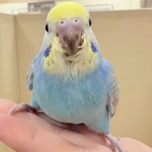 目を引く鮮やかレインボー❣️セキセイインコ(レインボー)ヒナ