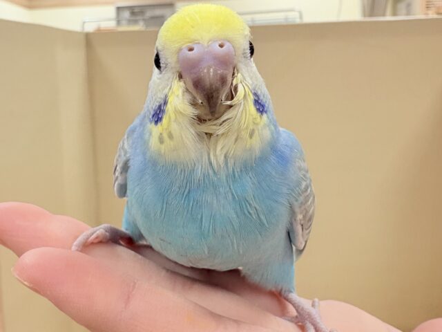 目を引く鮮やかレインボー❣️セキセイインコ(レインボー)ヒナ セキセイインコ