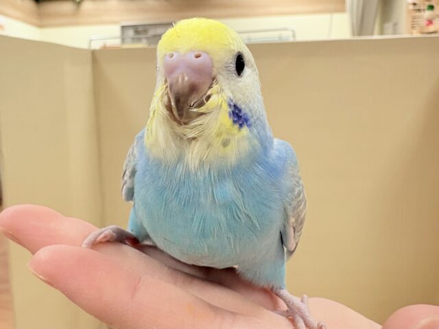 目を引く鮮やかレインボー❣️セキセイインコ(レインボー)ヒナ セキセイインコ