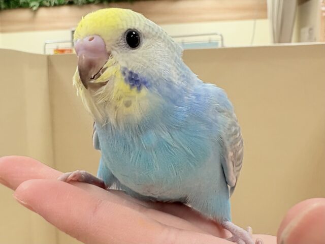 目を引く鮮やかレインボー❣️セキセイインコ(レインボー)ヒナ セキセイインコ