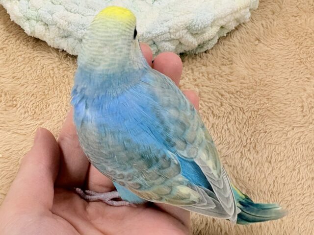 目を引く鮮やかレインボー❣️セキセイインコ(レインボー)ヒナ セキセイインコ
