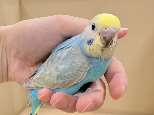 目を引く鮮やかレインボー❣️セキセイインコ(レインボー)ヒナ セキセイインコ