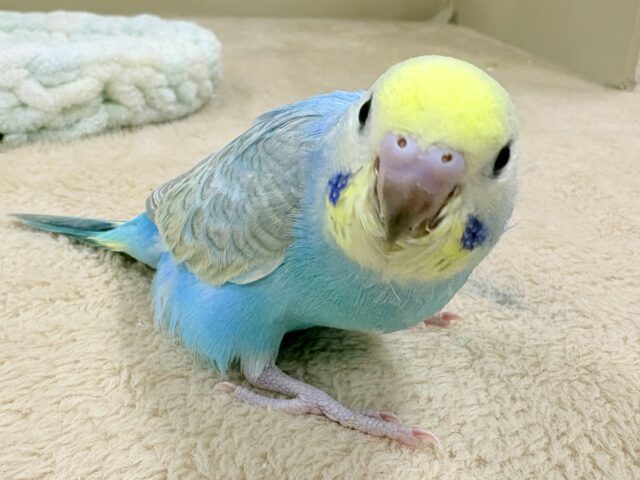 目を引く鮮やかレインボー❣️セキセイインコ(レインボー)ヒナ セキセイインコ