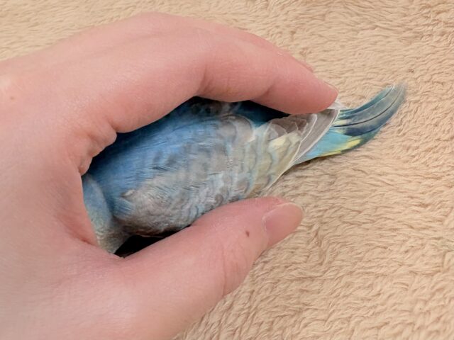 目を引く鮮やかレインボー❣️セキセイインコ(レインボー)ヒナ セキセイインコ