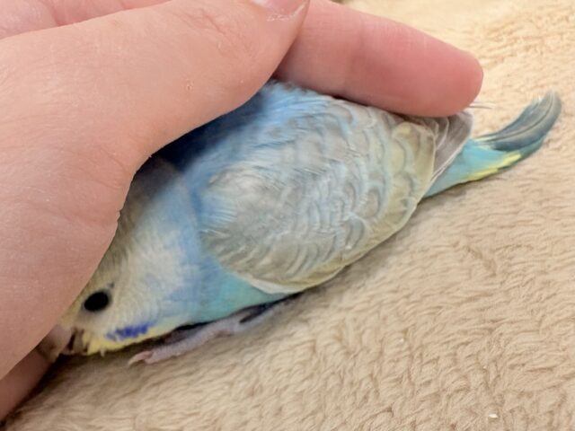 目を引く鮮やかレインボー❣️セキセイインコ(レインボー)ヒナ セキセイインコ