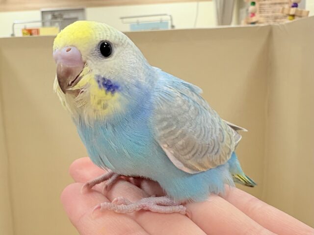 ほわほわ癒しの雰囲気〜️🫧セキセイインコ(パステルレインボースパングル)ヒナ セキセイインコ