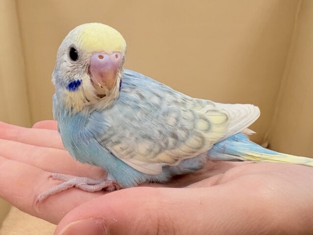 ほわほわ癒しの雰囲気〜️🫧セキセイインコ(パステルレインボースパングル)ヒナ セキセイインコ