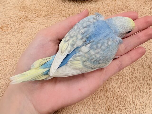 ほわほわ癒しの雰囲気〜️🫧セキセイインコ(パステルレインボースパングル)ヒナ セキセイインコ