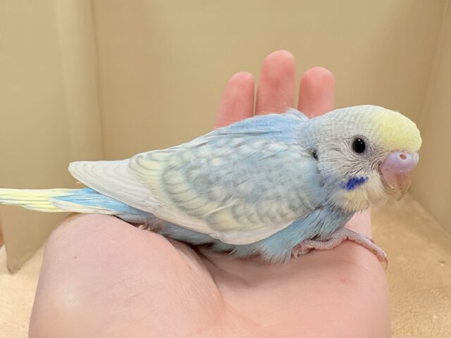 ほわほわ癒しの雰囲気〜️🫧セキセイインコ(パステルレインボースパングル)ヒナ セキセイインコ