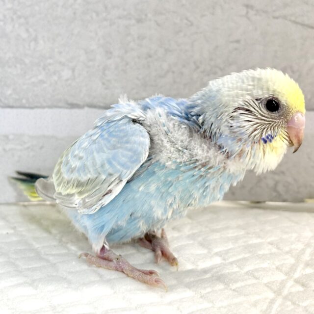 厳しい冬の前にセキセイインコちゃんず 来てくれました〜! セキセイインコ