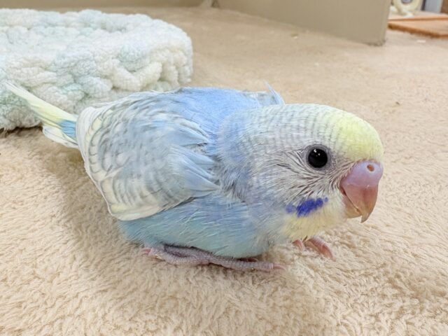 ほわほわ癒しの雰囲気〜️🫧セキセイインコ(パステルレインボースパングル)ヒナ セキセイインコ