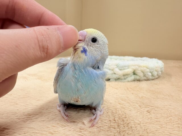 ほわほわ癒しの雰囲気〜️🫧セキセイインコ(パステルレインボースパングル)ヒナ セキセイインコ