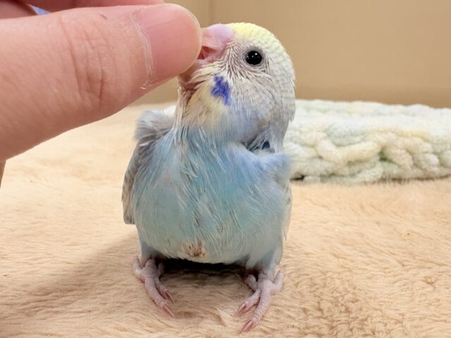 ほわほわ癒しの雰囲気〜️🫧セキセイインコ(パステルレインボースパングル)ヒナ セキセイインコ