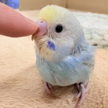 ほわほわ癒しの雰囲気〜️🫧セキセイインコ(パステルレインボースパングル)ヒナ