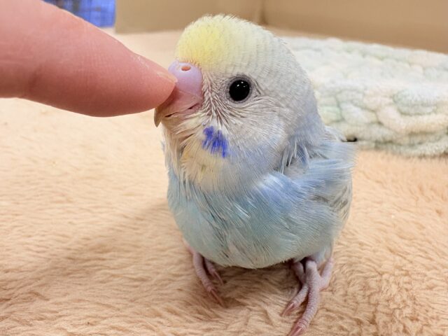 ほわほわ癒しの雰囲気〜️🫧セキセイインコ(パステルレインボースパングル)ヒナ セキセイインコ