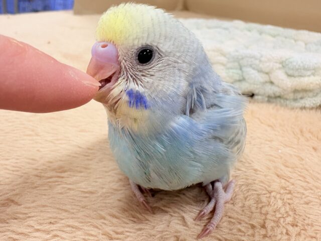 ほわほわ癒しの雰囲気〜️🫧セキセイインコ(パステルレインボースパングル)ヒナ セキセイインコ