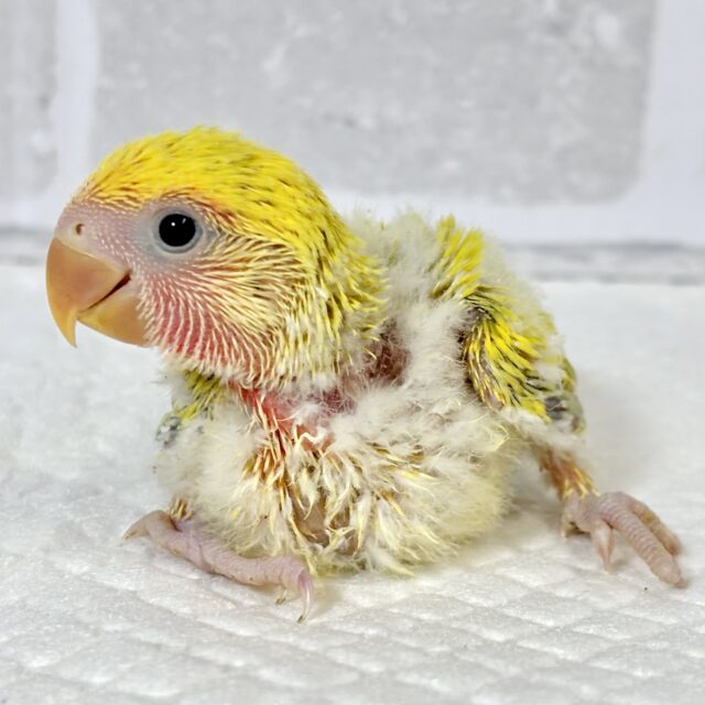 コザクラインコ（小桜インコ）