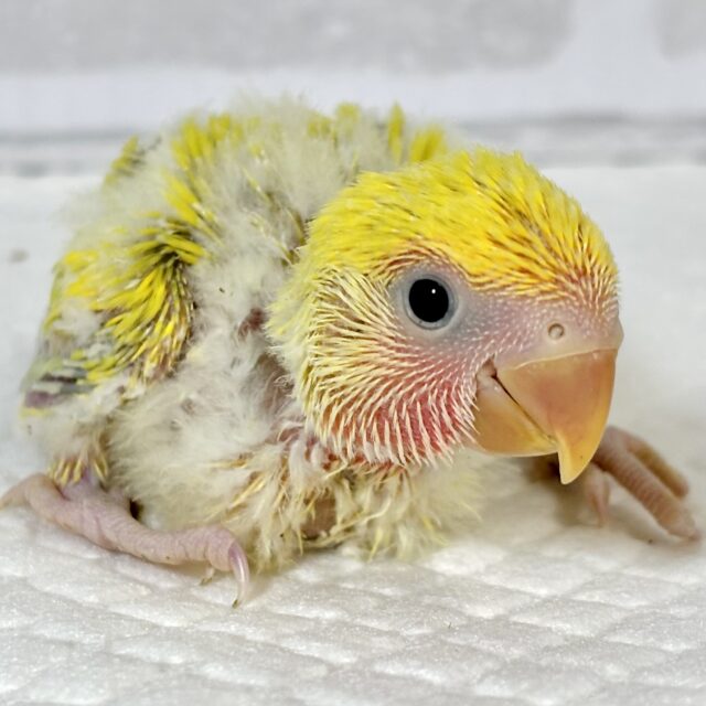 コザクラインコ ゴールデンチェリー 💛🍒´-