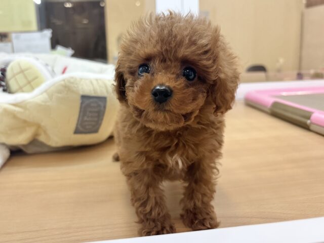 トイプードル