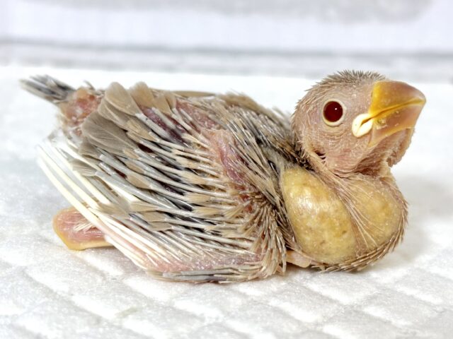 シナモン文鳥 🕊🤎🧡✧* シナモン文鳥