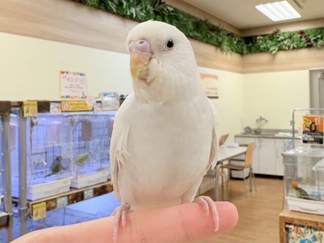 セキセイインコ