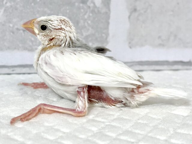白文鳥 🤍🤍🕊✧* 白文鳥