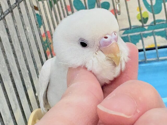 最新画像🪄︎︎‪‪💫】まっしろ天使の羽🪽セキセイインコ（ダブル‬‬