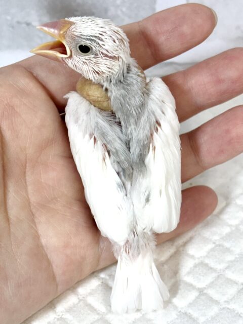 白文鳥 🤍🤍🕊✧* 白文鳥