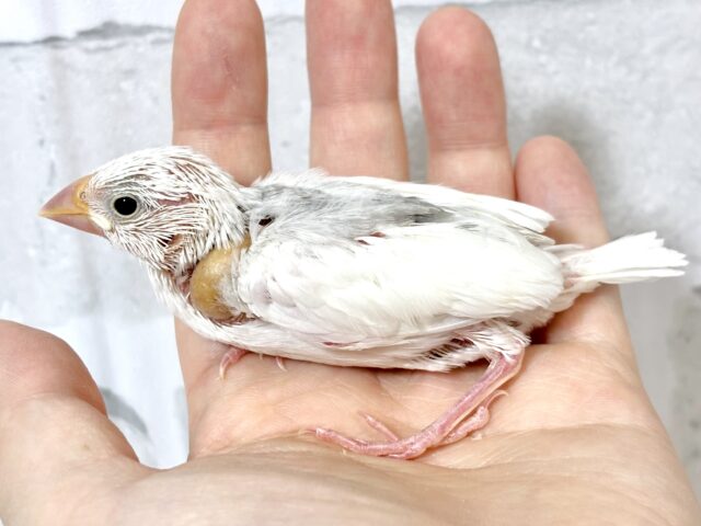 白文鳥 🤍🤍🕊✧* 白文鳥