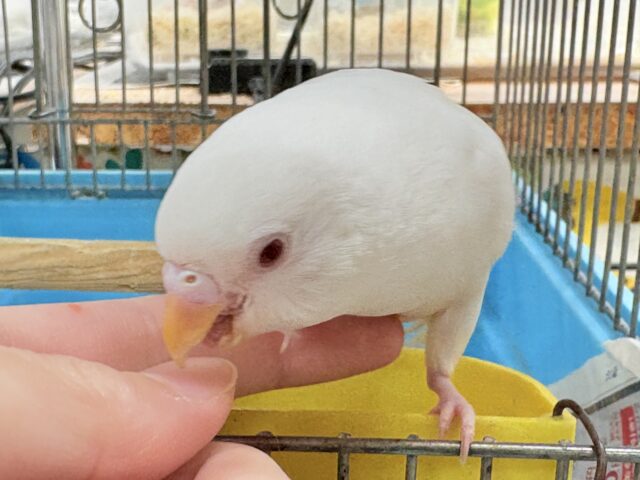 セキセイインコ