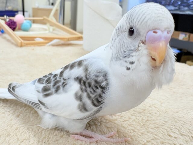 セキセイインコ