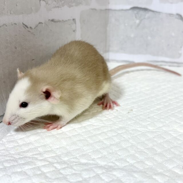 ファンシーラット