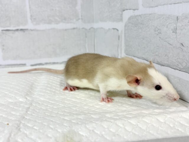 ファンシーラット 男の子 ベージュ系 🧡🤎🥞 ファンシーラット