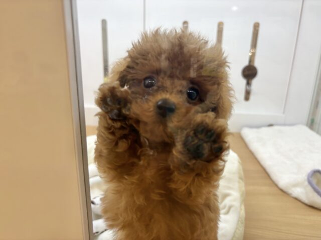 トイプードル
