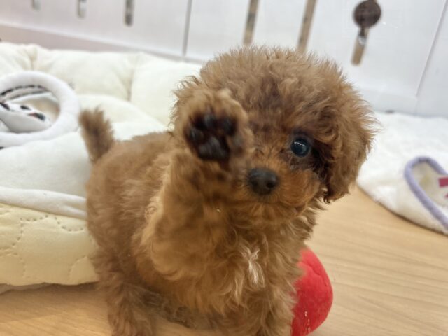 トイプードル