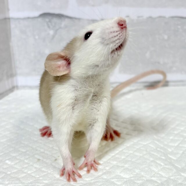 ファンシーラット