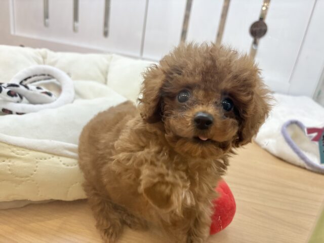 トイプードル