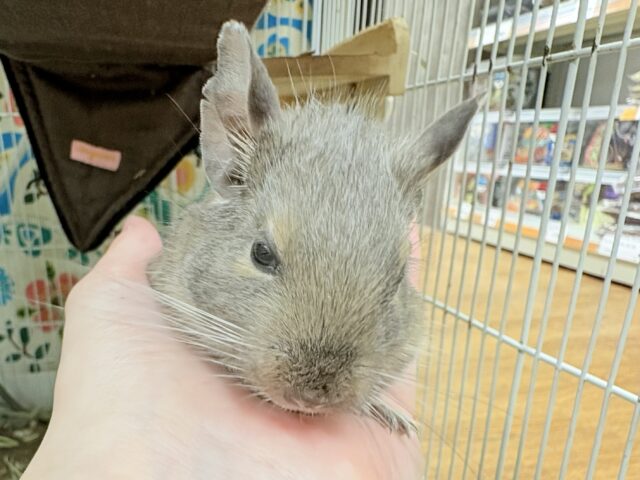 【最新画像更新🪄💫】ぐいぐいいくぜ甘えん坊❣️デグー(ブルー)男の子 デグー