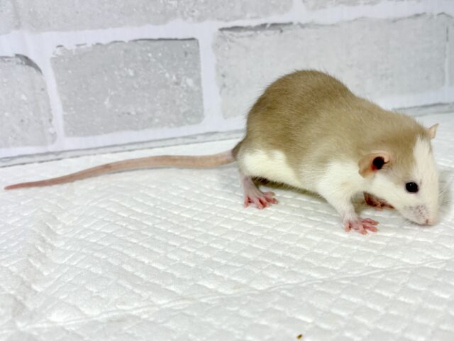 ファンシーラット 男の子 ベージュ系 🧡🤎🥞 ファンシーラット