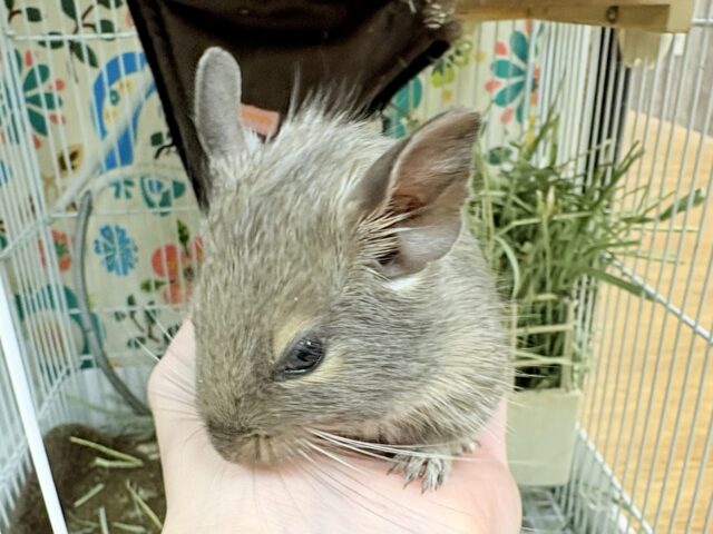 【最新画像更新🪄💫】ぐいぐいいくぜ甘えん坊❣️デグー(ブルー)男の子 デグー