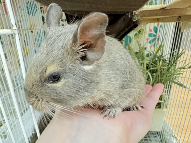 【最新画像更新🪄💫】ぐいぐいいくぜ甘えん坊❣️デグー(ブルー)男の子 デグー