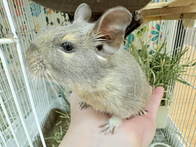 【最新画像更新🪄💫】ぐいぐいいくぜ甘えん坊❣️デグー(ブルー)男の子 デグー