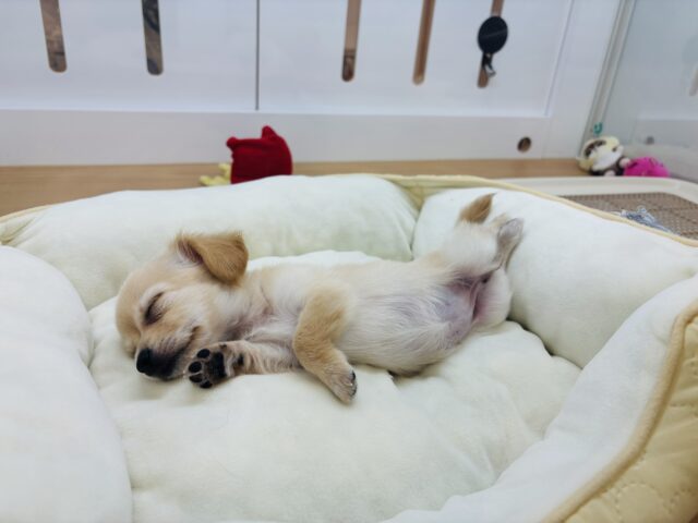 バブみが大爆発〜♡♡ミックス犬ちゃん(チワワ×カニンヘンダックス) チワックス