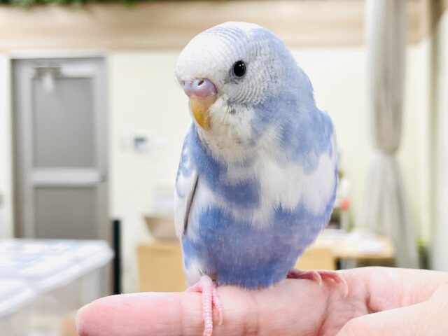 【最新画像🪄︎︎‪‪💫カゴデビューしました☆】カキカキ大好き🩵セキセイインコ（スパングルパイド）
