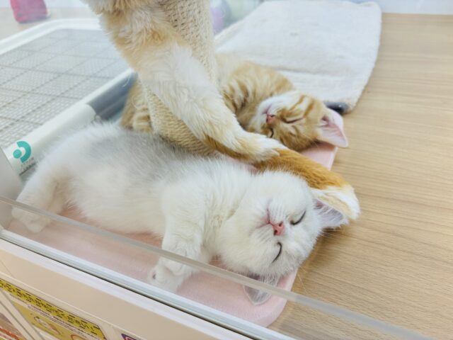 ミヌエット