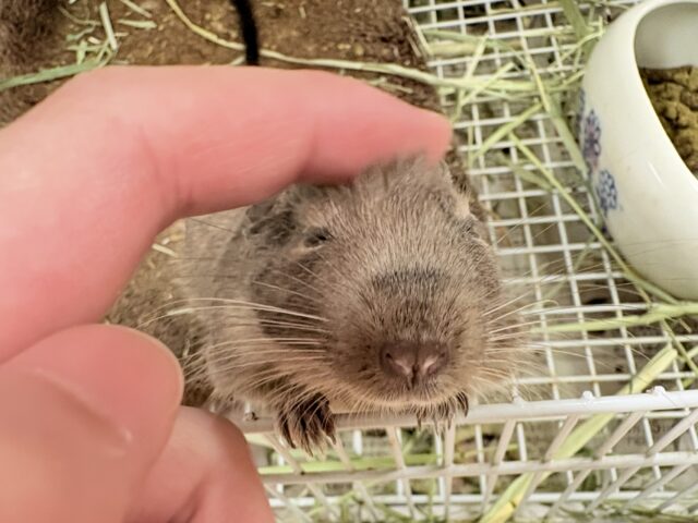 【最新画像更新🪄💫】ぐいぐいいくぜ甘えん坊❣️デグー(ブルー)男の子 デグー