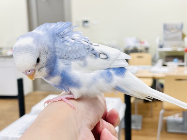 セキセイインコ