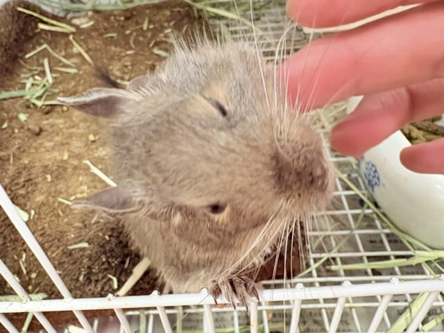 【最新画像更新🪄💫】ぐいぐいいくぜ甘えん坊❣️デグー(ブルー)男の子 デグー